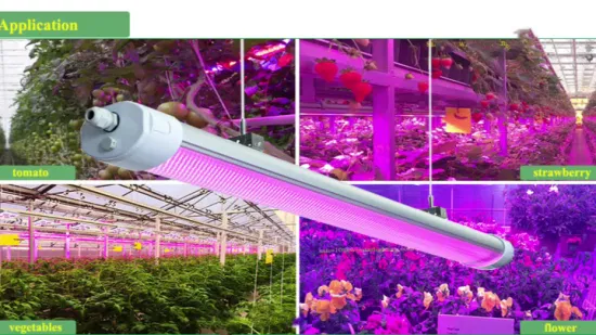 Pink Spectrum / Full Spectrum Waterproof LED Grow Light 150W with Medical Seedling/Tomato Plant Growing